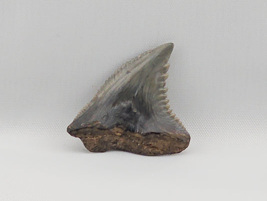 Snaggletooth Shark Top Rear Tooth ID#13