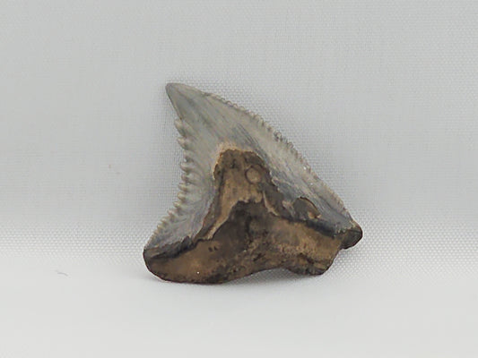 Snaggletooth Shark Top Rear Tooth ID#13