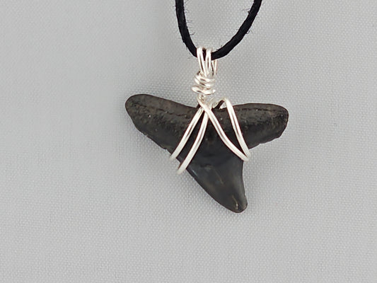 Bull Shark Tooth ID#140