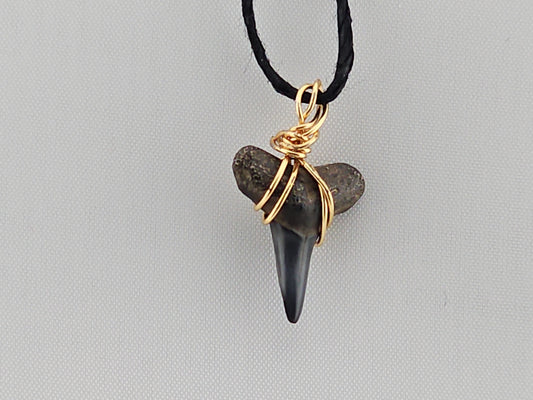 Lemon Shark Tooth ID#142