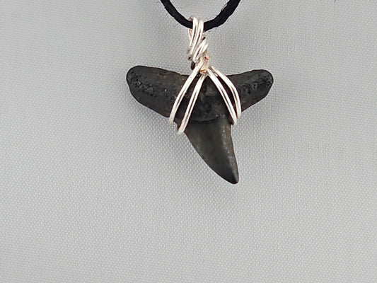 Bull Shark Tooth ID#143