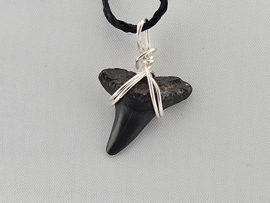 Lemon Shark Tooth ID#144