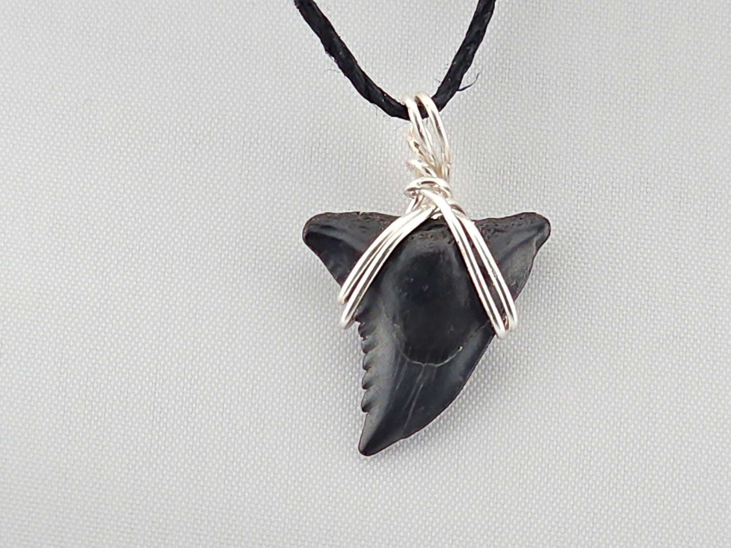 Snaggletooth Shark Tooth ID#145