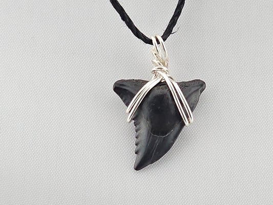 Snaggletooth Shark Tooth ID#145