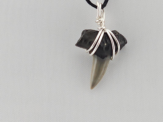Lemon Shark Tooth ID#146