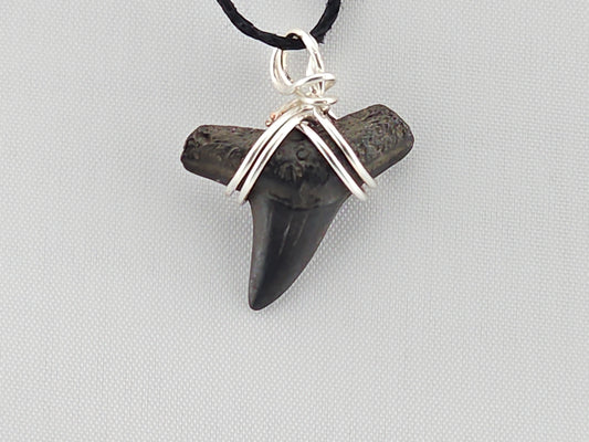 Bull Shark Tooth ID#147