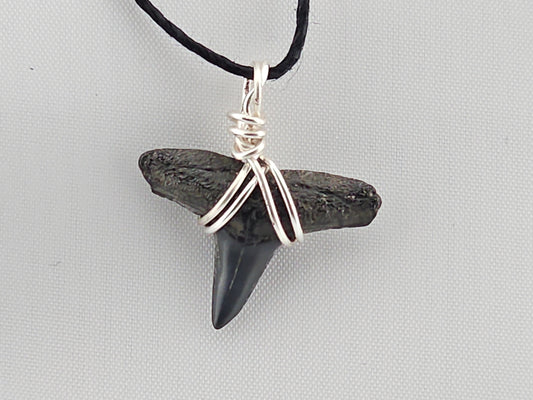 Lemon Shark Tooth ID#149