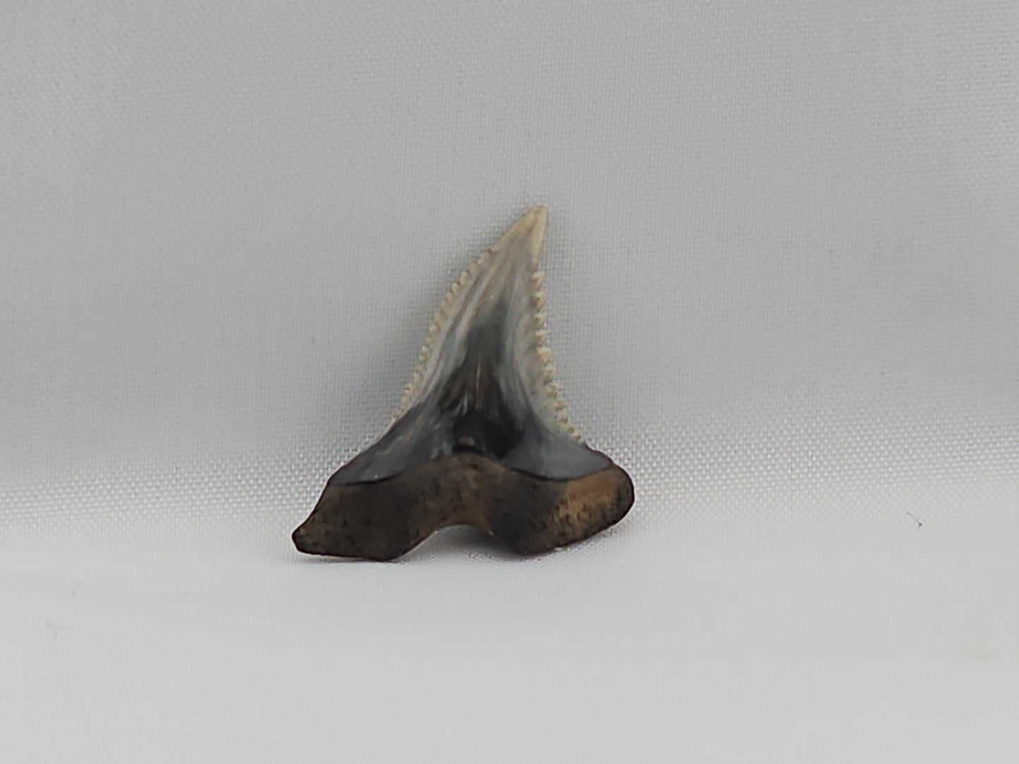 Snaggletooth Shark Top Rear Tooth ID#14