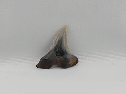 Snaggletooth Shark Top Rear Tooth ID#14