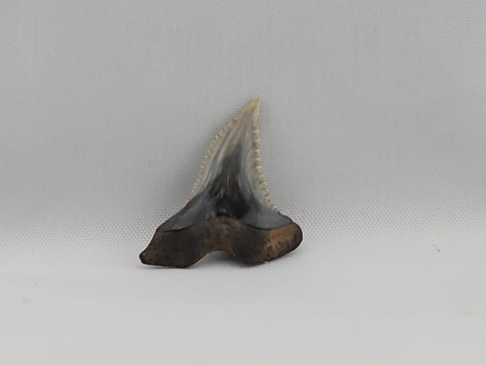Snaggletooth Shark Top Rear Tooth ID#14