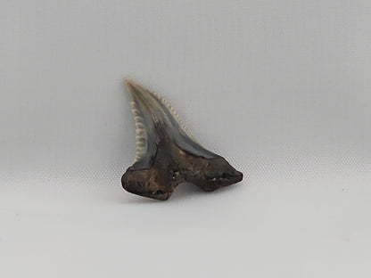 Snaggletooth Shark Top Rear Tooth ID#14