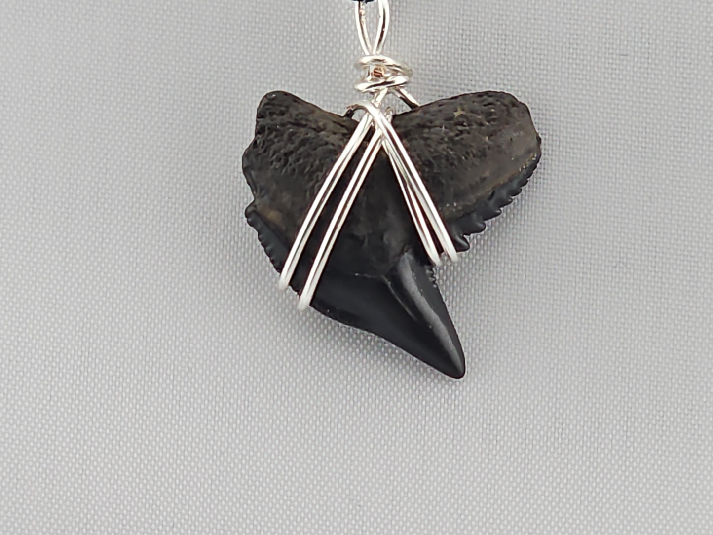 Tiger Shark(Modern) Tooth ID#150