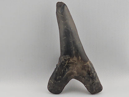 Snaggletooth Shark Bottom Front Tooth ID#15