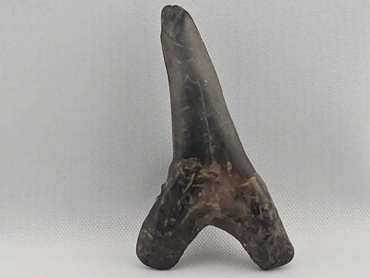 Snaggletooth Shark Bottom Front Tooth ID#15