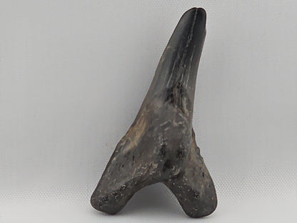 Snaggletooth Shark Bottom Front Tooth ID#15