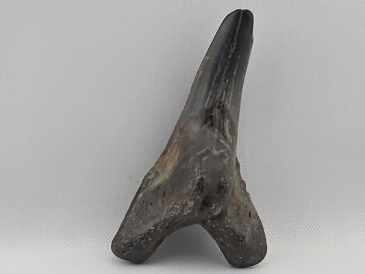 Snaggletooth Shark Bottom Front Tooth ID#15