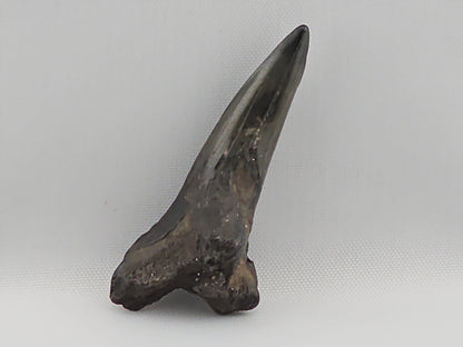 Snaggletooth Shark Bottom Front Tooth ID#16