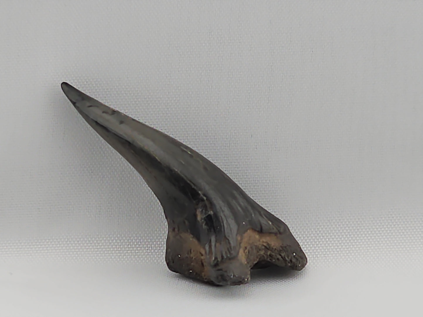 Snaggletooth Shark Bottom Front Tooth ID#16