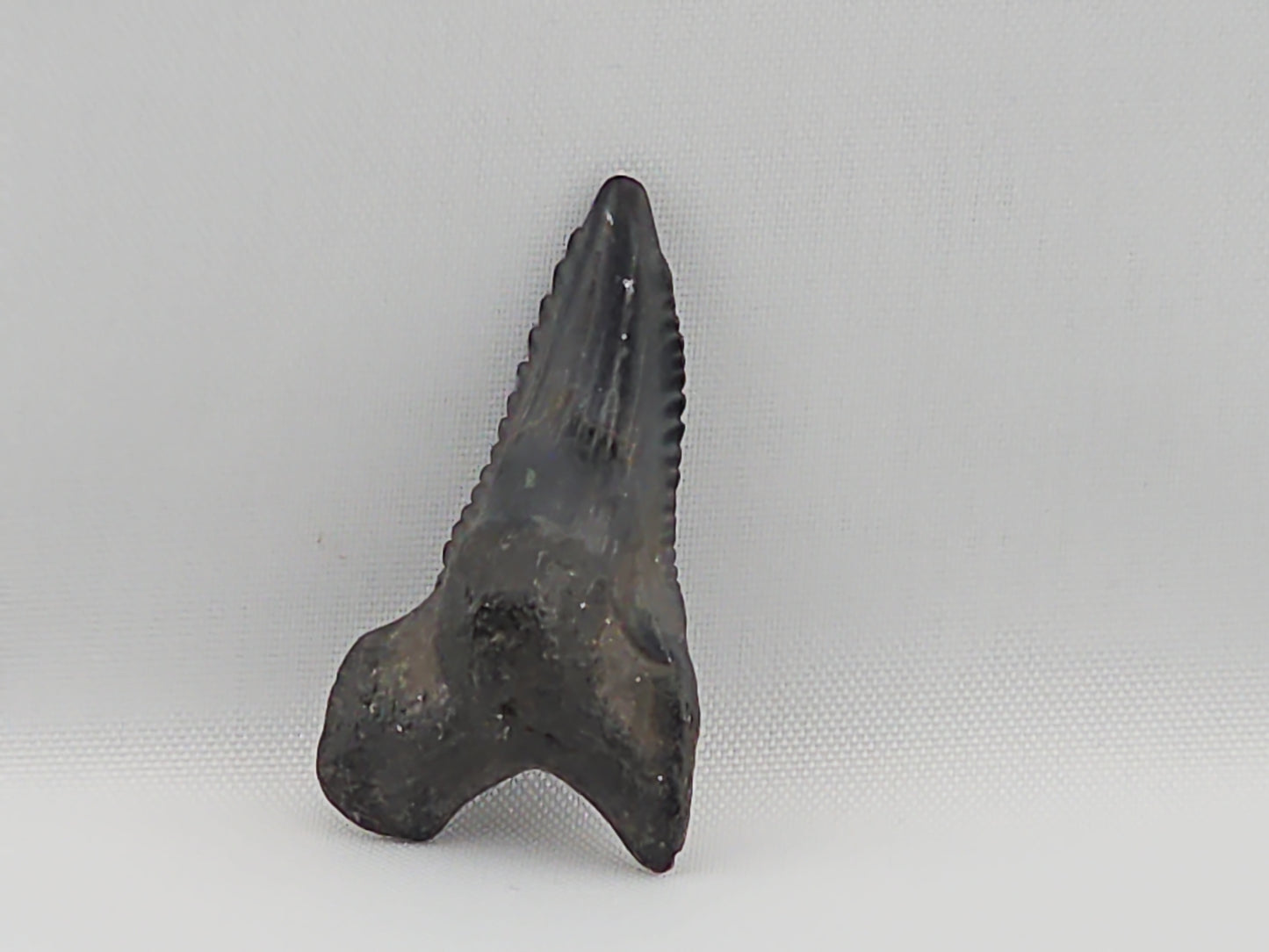 Snaggletooth Shark Top Front Tooth ID#17
