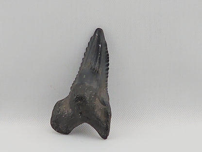 Snaggletooth Shark Top Front Tooth ID#17
