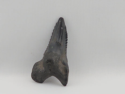 Snaggletooth Shark Top Front Tooth ID#17