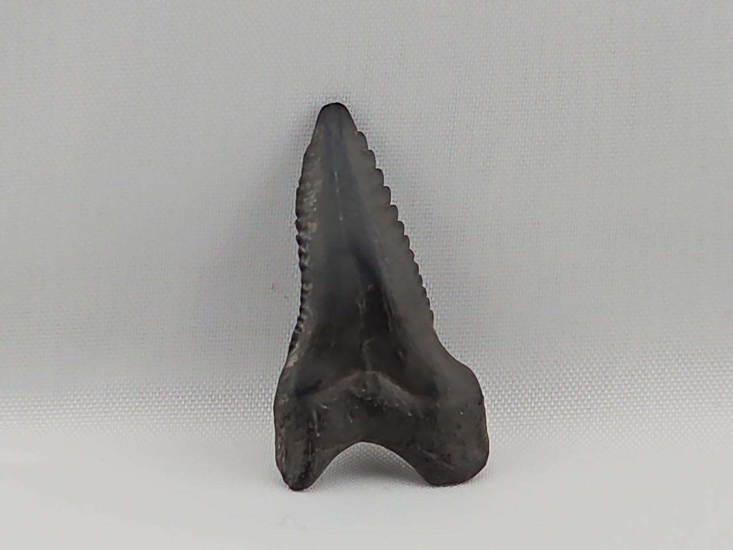 Snaggletooth Shark Top Front Tooth ID#17