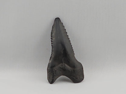 Snaggletooth Shark Top Front Tooth ID#17
