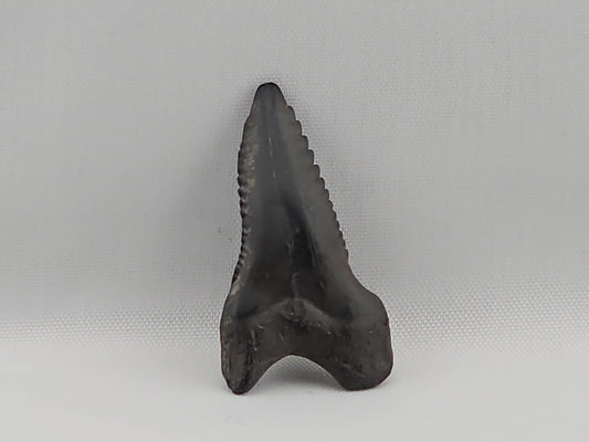 Snaggletooth Shark Top Front Tooth ID#17