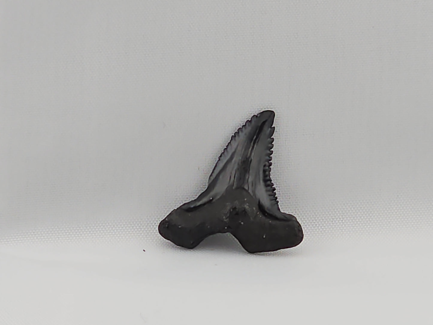 Snaggletooth Shark Top Rear Tooth ID#19