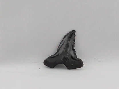 Snaggletooth Shark Top Rear Tooth ID#19