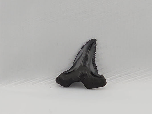 Snaggletooth Shark Top Rear Tooth ID#19