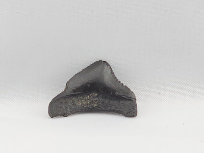 Megalodon Top Rear Tooth ID#1