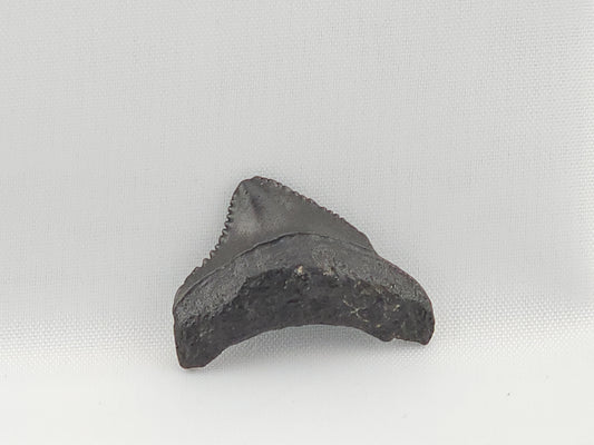 Megalodon Top Rear Tooth ID#1