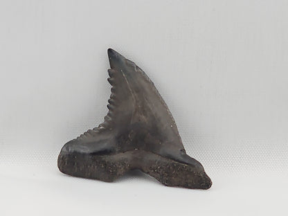 Snaggletooth Shark Top Rear Tooth ID#20