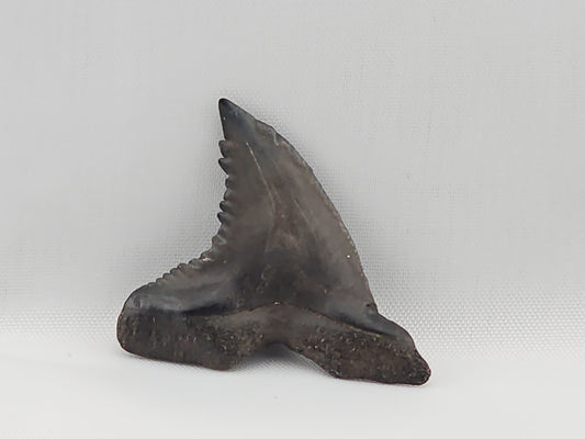 Snaggletooth Shark Top Rear Tooth ID#20