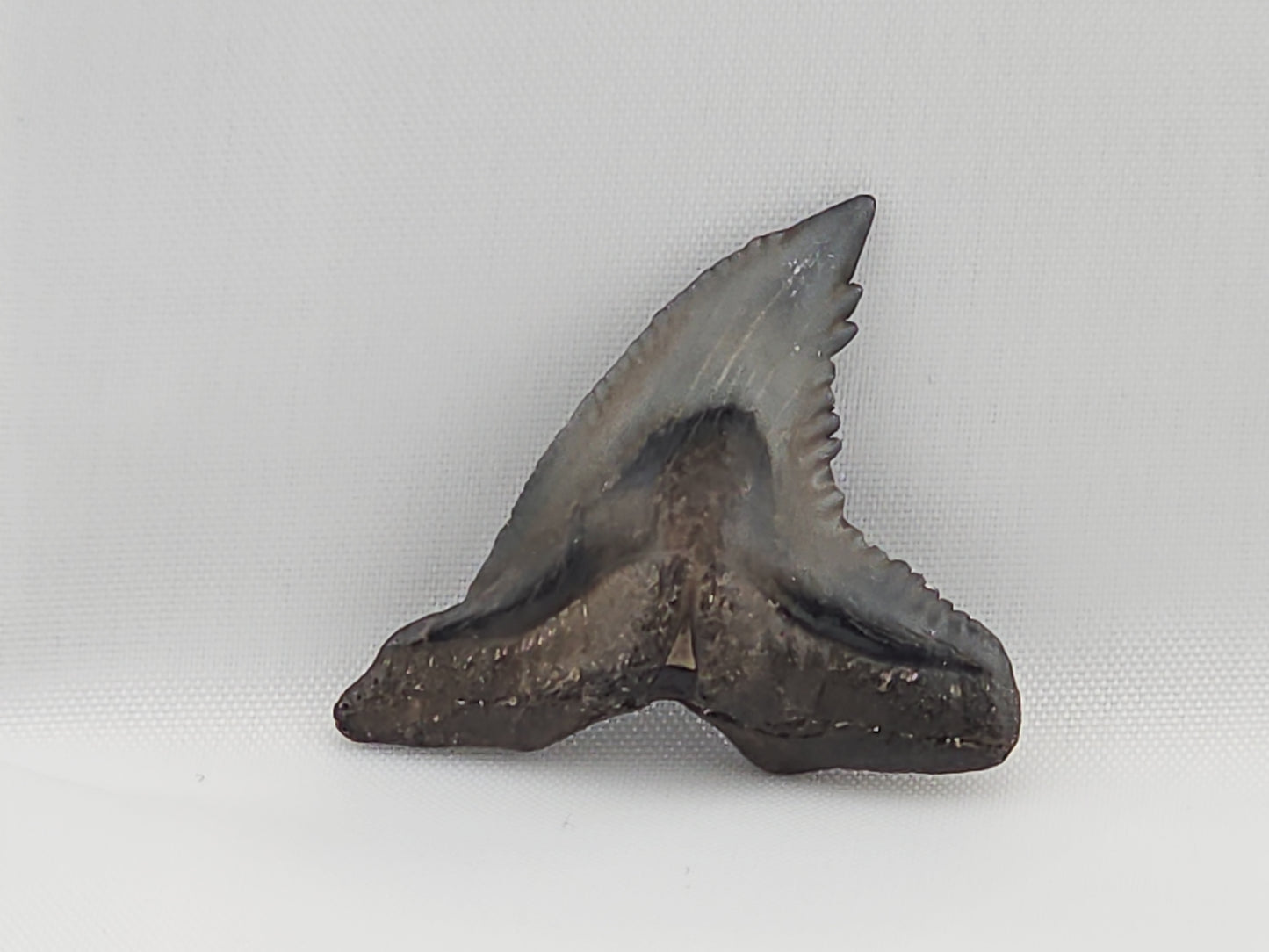Snaggletooth Shark Top Rear Tooth ID#20