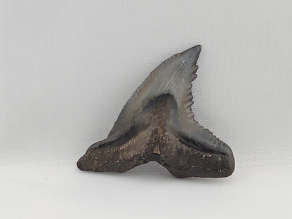 Snaggletooth Shark Top Rear Tooth ID#20
