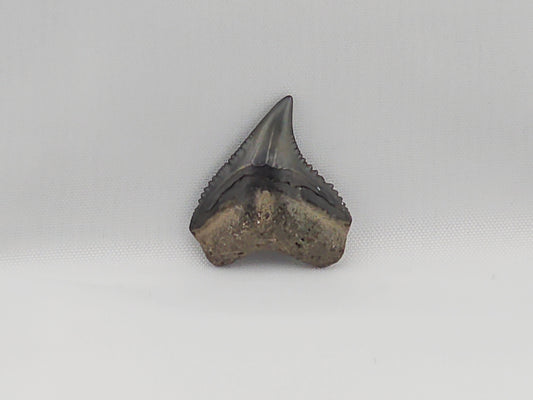 Dusky Shark Tooth ID#21