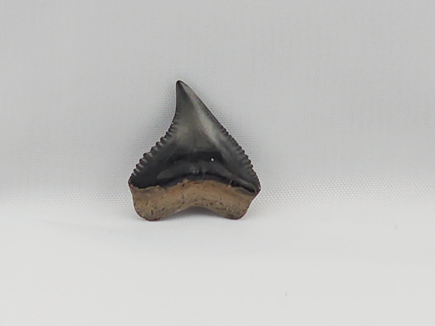 Dusky Shark Tooth ID#21