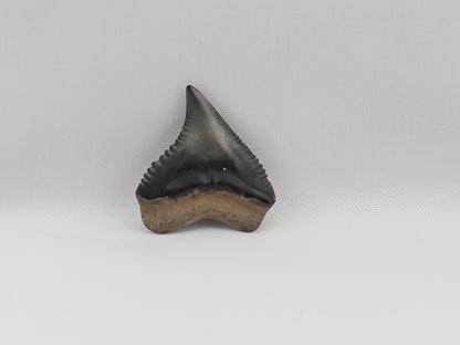Dusky Shark Tooth ID#21