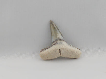Lemon Shark Top Front Tooth ID#22