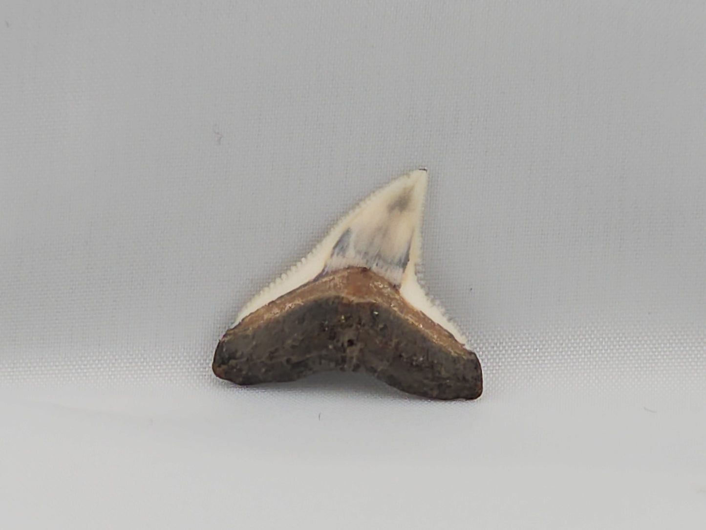 Bull Shark Tooth ID#23