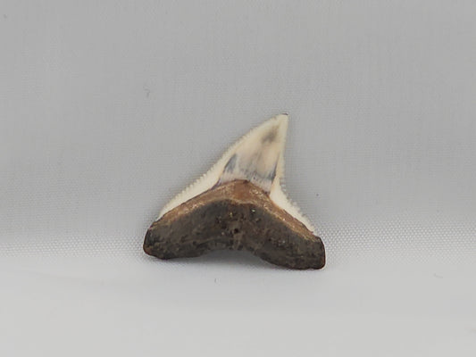Bull Shark Tooth ID#23