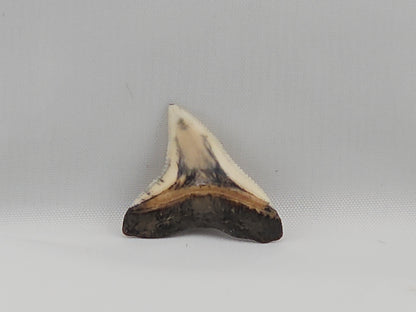 Bull Shark Tooth ID#23