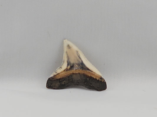 Bull Shark Tooth ID#23