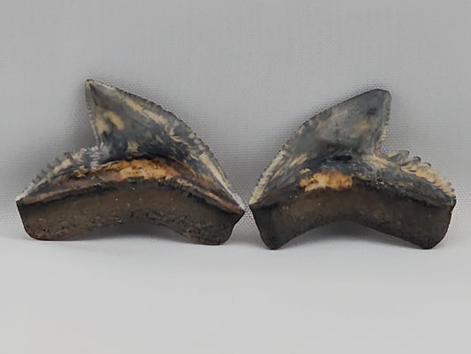 Set of Tiger Shark(Modern) Teeth ID#24