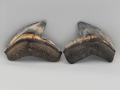 Set of Tiger Shark(Modern) Teeth ID#24