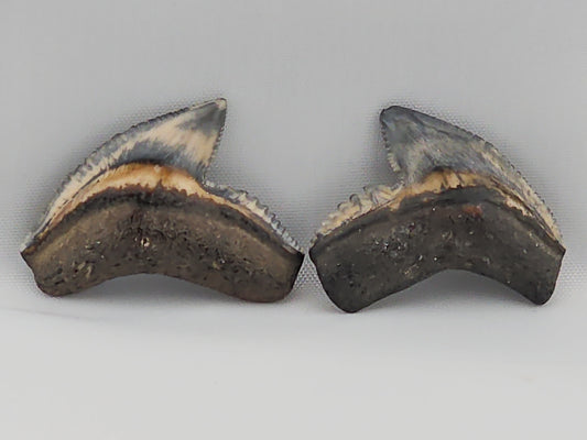 Set of Tiger Shark(Modern) Teeth ID#24