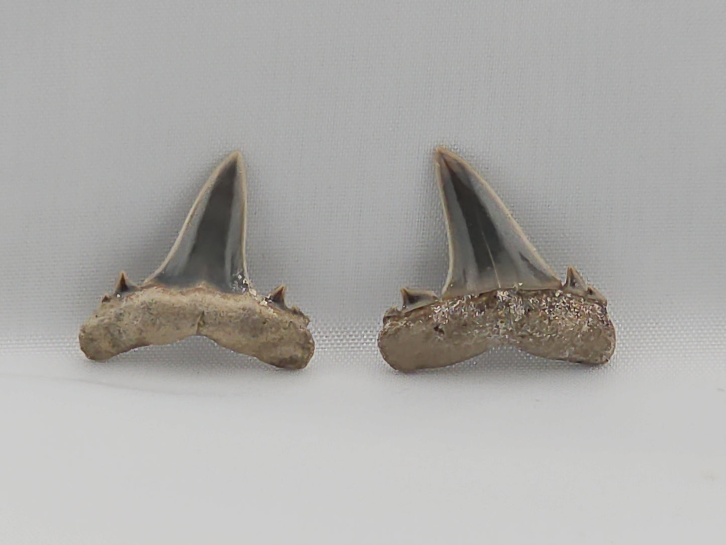 Set of Goblin Shark(Extinct) Teeth ID#25