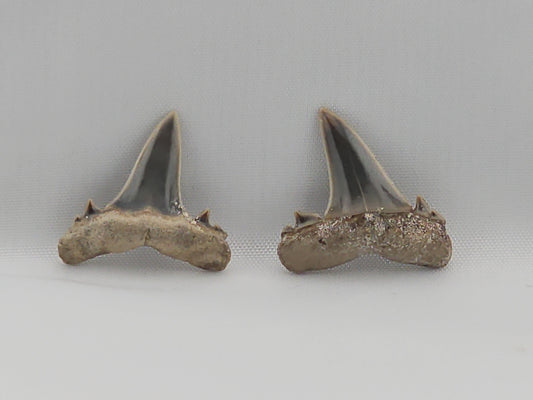 Set of Goblin Shark(Extinct) Teeth ID#25